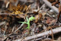 Pterostylis agathicola