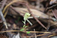 Pterostylis brumalis