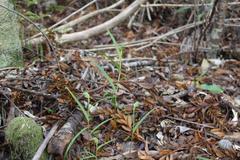 Pterostylis agathicola