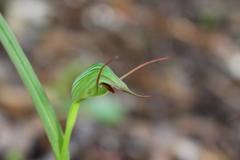 Pterostylis agathicola