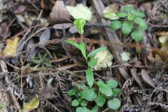 Pterostylis brumalis