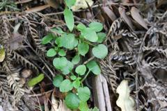 Pterostylis brumalis