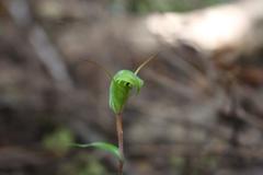 Pterostylis brumalis
