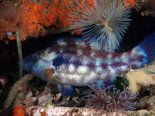 Common wrasse