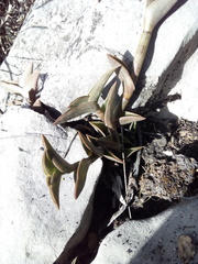 Callisia navicularis