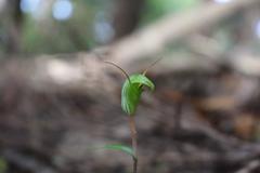 Pterostylis brumalis