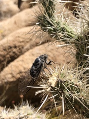Cacama californica