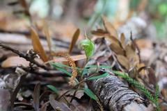 Pterostylis brumalis