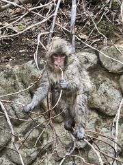 Macaca fuscata fuscata