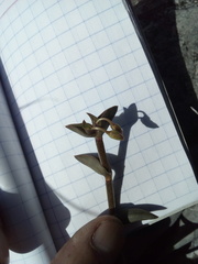 Callisia navicularis