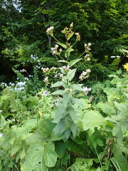 Campanula lactiflora
