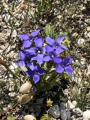 Gentianopsis ciliata ciliata
