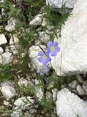Linum julicum