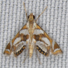 Chrysendeton medicinalis