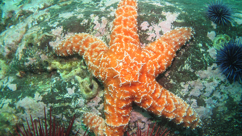 Ochre Sea Star, photo 3 of 9
