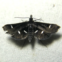 Diasemiodes nigralis