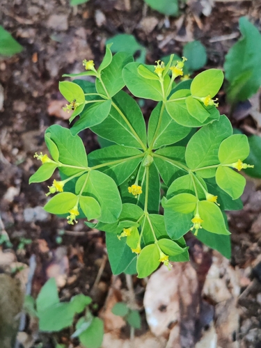 Image of Carniolan Spurge (Euphorbia carniolica) by (c) Ljaž, some rights reserved (CC BY)