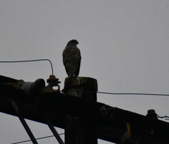Accipiter cooperii
