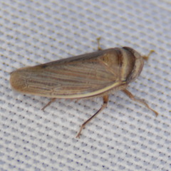 Pendarus magnus