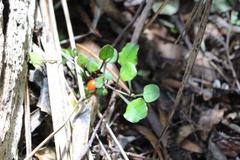 Coprosma spathulata spathulata