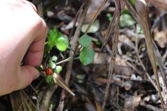 Coprosma spathulata spathulata