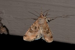 Heliothis punctifera