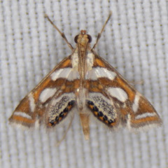 Chrysendeton medicinalis