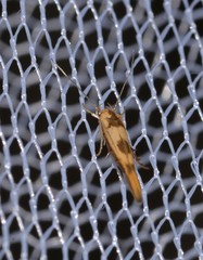 Stathmopoda lethonoa