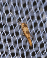 Stathmopoda lethonoa