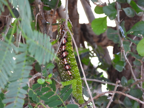 Carpet Chameleon, Furcifer major