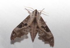 Morwennius decoratus