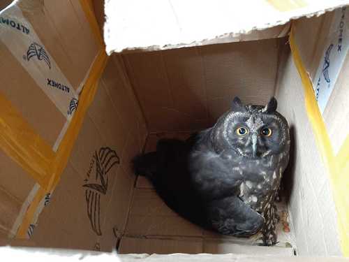 Hibou maître-bois (Asio stygius)