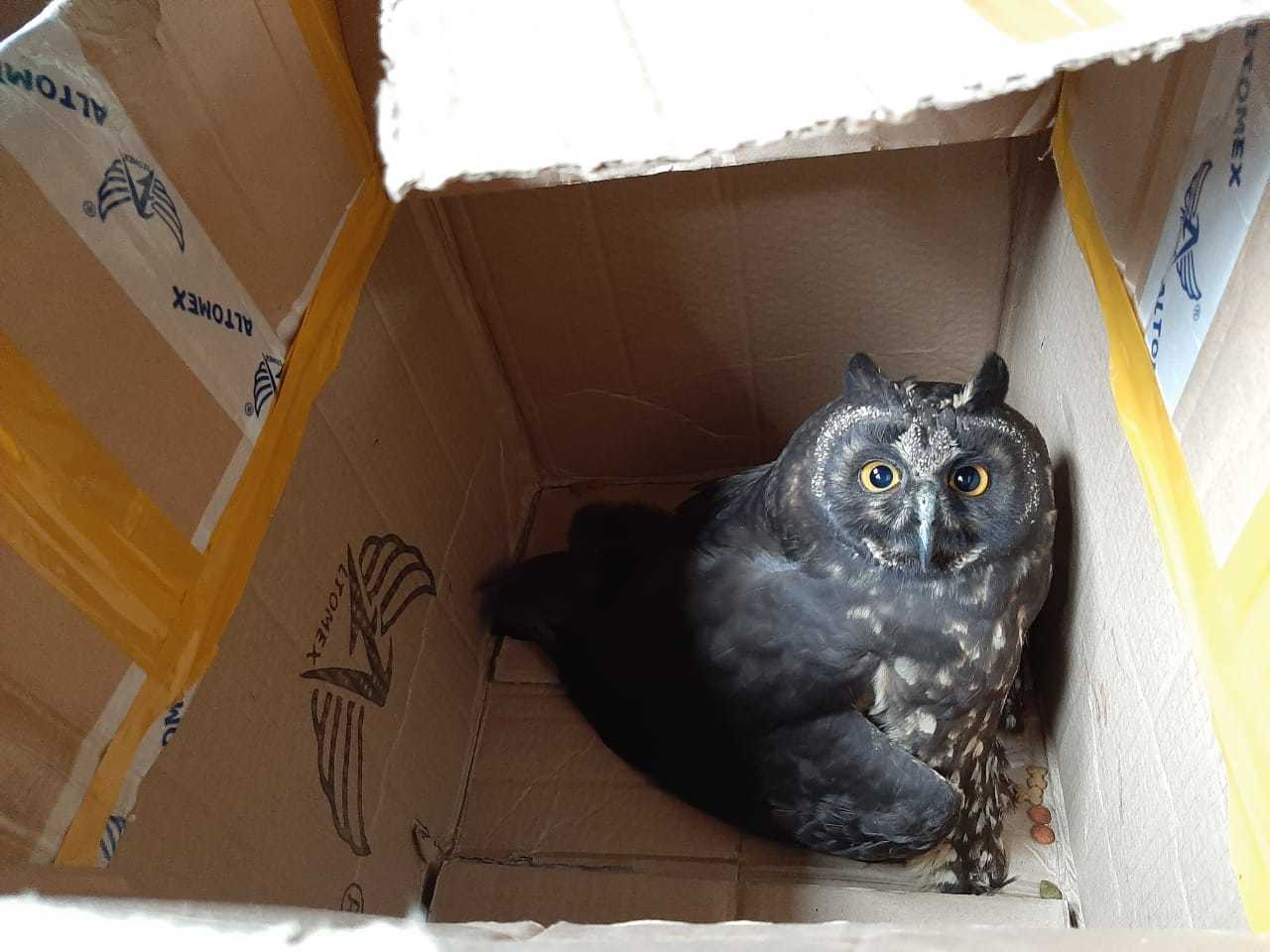Stygian Owl (Asio stygius)