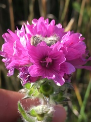 Sidalcea hirtipes