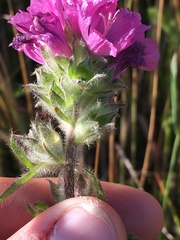 Sidalcea hirtipes