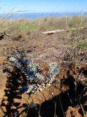 Acmispon argophyllus adsurgens