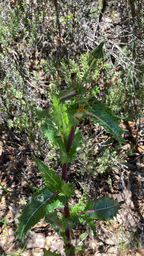 Sonchus asper observed 2025-04-14