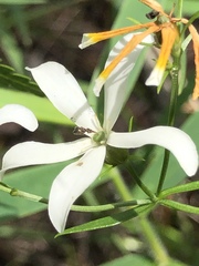 Sabatia quadrangula