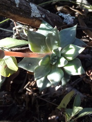 Echeveria heterosepala