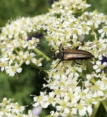 Lepturobosca nigrolineata