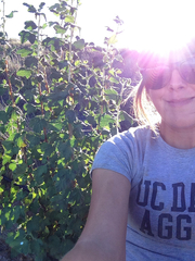 Ribes malvaceum malvaceum