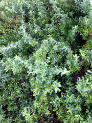 Rhagodia candolleana