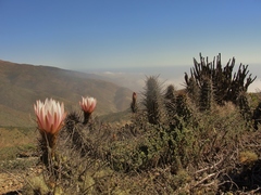 Trichocereus deserticola