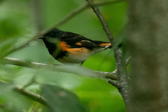 Setophaga ruticilla image