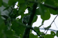 Mniotilta varia image