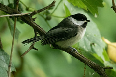 Poecile atricapillus image