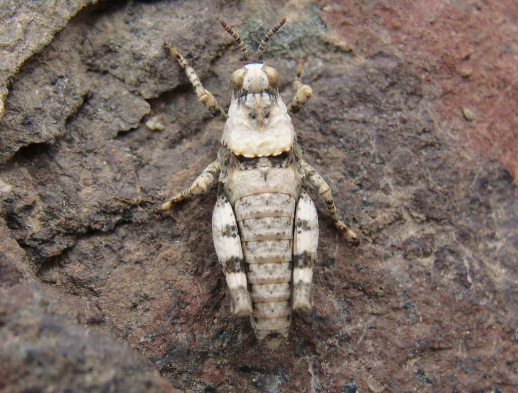 Tetrixocephalus