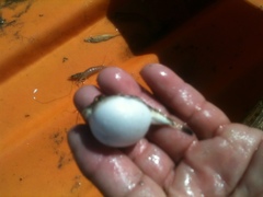 Sphoeroides annulatus