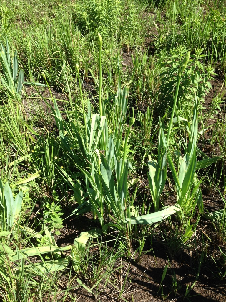 Ornithogalum princeps