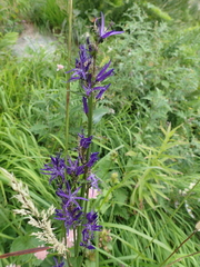 Asyneuma campanuloides